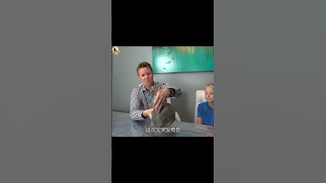 Is Turtle Bulletproof? (3D Animation) #shorts