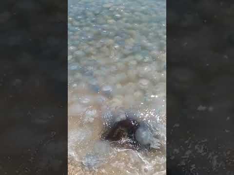 Медузы в Кирилловке на Азовском море