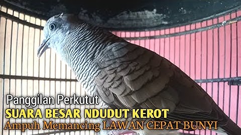 Perkutut Lokal GACOR suara Besar Ampuh memanggil Lawan EMOSI MANGGUNG PANCINGAN PERKUTUT LOKAL