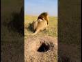 “Tiny Hole Surprise in the Wild 🦁🐗 / 小さな穴からまさかの展開”