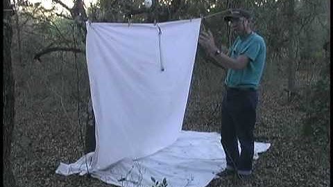 Using a Blacklight to Collect Insects