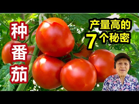Video: Mēslojums tomātu stādiem. Mēslošanas līdzekļu veidi un veidi