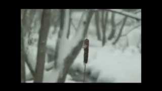 kurdish music 2012 bahara bulbul