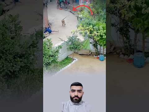 قرد يسقط شاب في الشارع بحركه قويه 