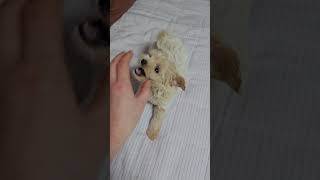톨이 입양 4일차 놀아주기 이렇게 놀다가도 졸려운것 같아 울타리안에 넣으면 곧장 잠드는 사랑스런톨이