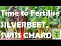 What and how to fertilise spinach, silverbeet and swiss chard