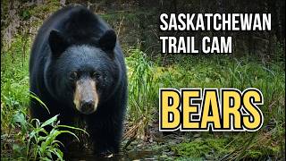 🐻1 Hour Black Bears in Saskatchewan | Trail Cam Highlights