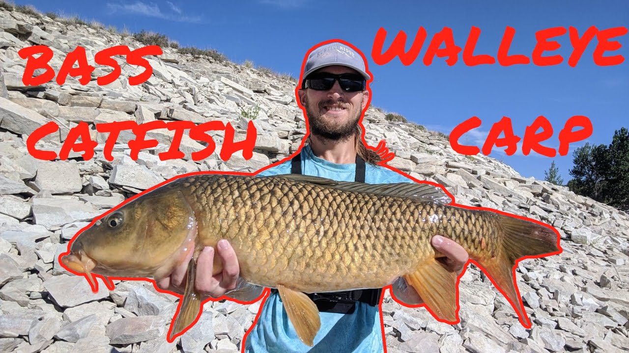 CRAZY Multiple Species Fishing at the Pueblo Reservoir! YouTube
