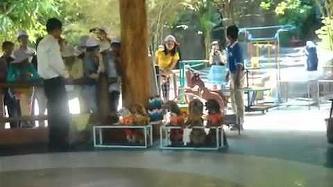 Xiếc chó ở Vinpearland HÓTclip vui hay nhất 2014