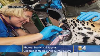 Zoo Miami Jaguar Undergoes Medical And Dental Exam