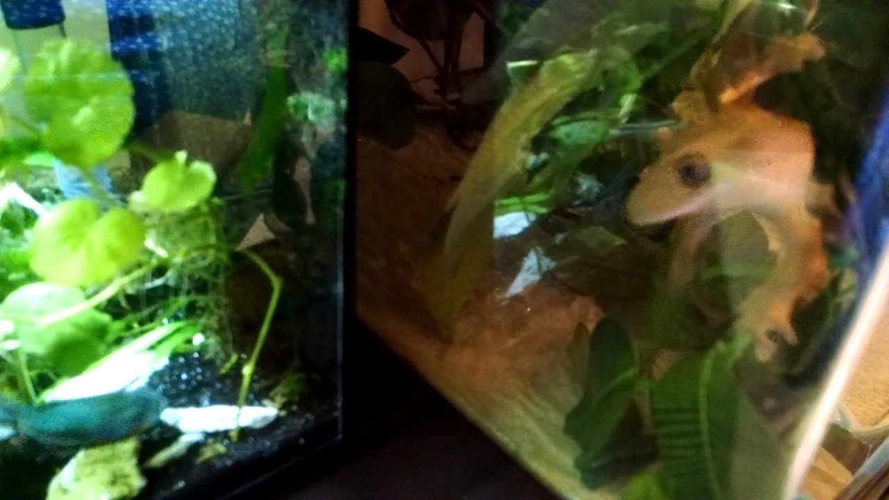 Rare fish eating crested gecko YouTube