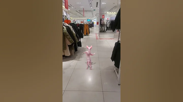 Video 11830351: sphynx cat cutecat kitten, kitten sphynx catlover cute, sphynx cat funny kitten, sphynx cat loving kitten, sphynx cat cute dance, cat sphynx happy cute, funnycatvideos sphynx, nice cat funny