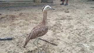 Canto del galán. Burhinus bistriatus.