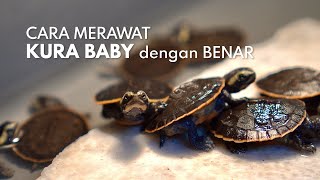 How to Properly Care for Baby Turtles