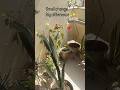 Budget Plant Stand That Transformed My Balcony ✨ | Small Space Makeover