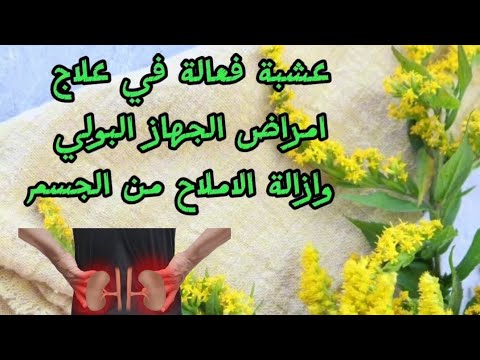عصى الذهب عشبة فعالة جدا لعلاج مشاكل الجهاز البولي تعرف على فوائدها و طريقة استخدامها علاج