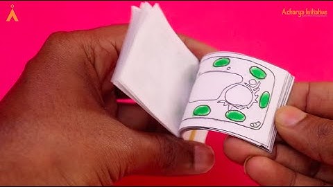 Chloroplast Flipbook I Biology Experiment I Make Your Own Lab Series