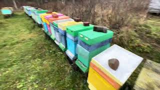 картинка: Итоги 2025 года - потерял новый материал, клещ жрет пчелу