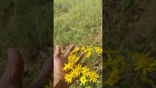 Healing Touch of Nature #healingjourney #healing #nature #forest #foraging #foresthike #meadows