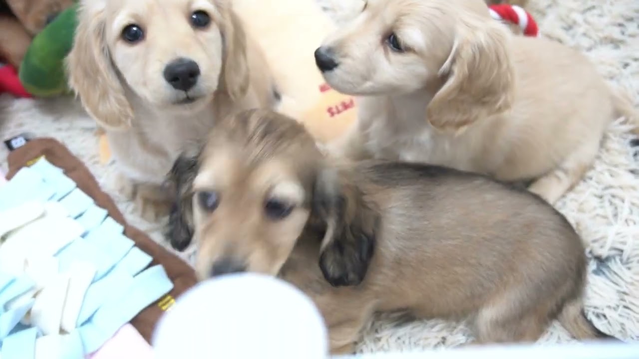 ミニチュアダックスフンド11月15日生まれシェイデッドイエロー女の子