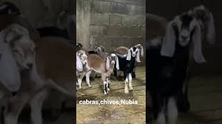 #cabras #nubia #chivos #chivas #goats