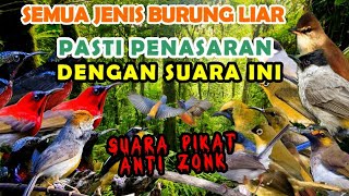 SUARA PIKAT KUTILANG RIBUT KOMBINASI BURCIL RIBUT TERBARU