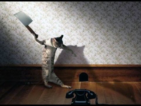 Кот Муха играет с трупом мышки - YouTube