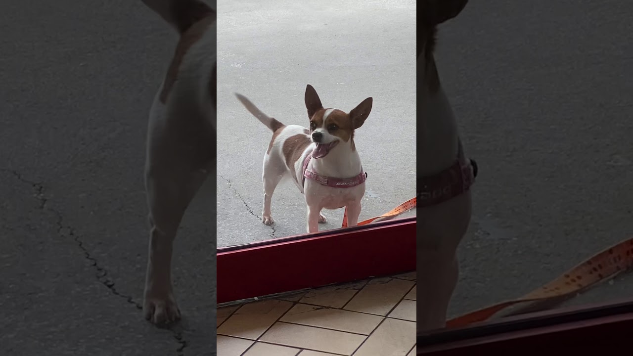 Lucy the happy Chihuahua x Mini Foxy outside the butcher shop - try not to laugh