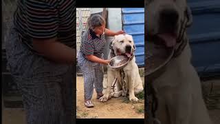 أضخم كلب في العالم الكانجال التركي