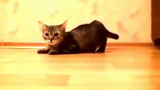 Ржачные видео приколы с кошками! Смешные кошки! Умора
