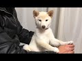 生後50日過ぎの柴犬の子犬がパパの愛情で甘える息子になる!