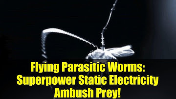 Flying Parasitic Worms: Superpower Static Electricity Ambush Prey!