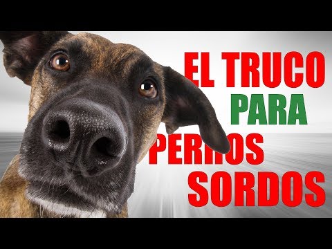 Video: Cómo entrenar un retiro de perros sordos o venir cuando se los llama