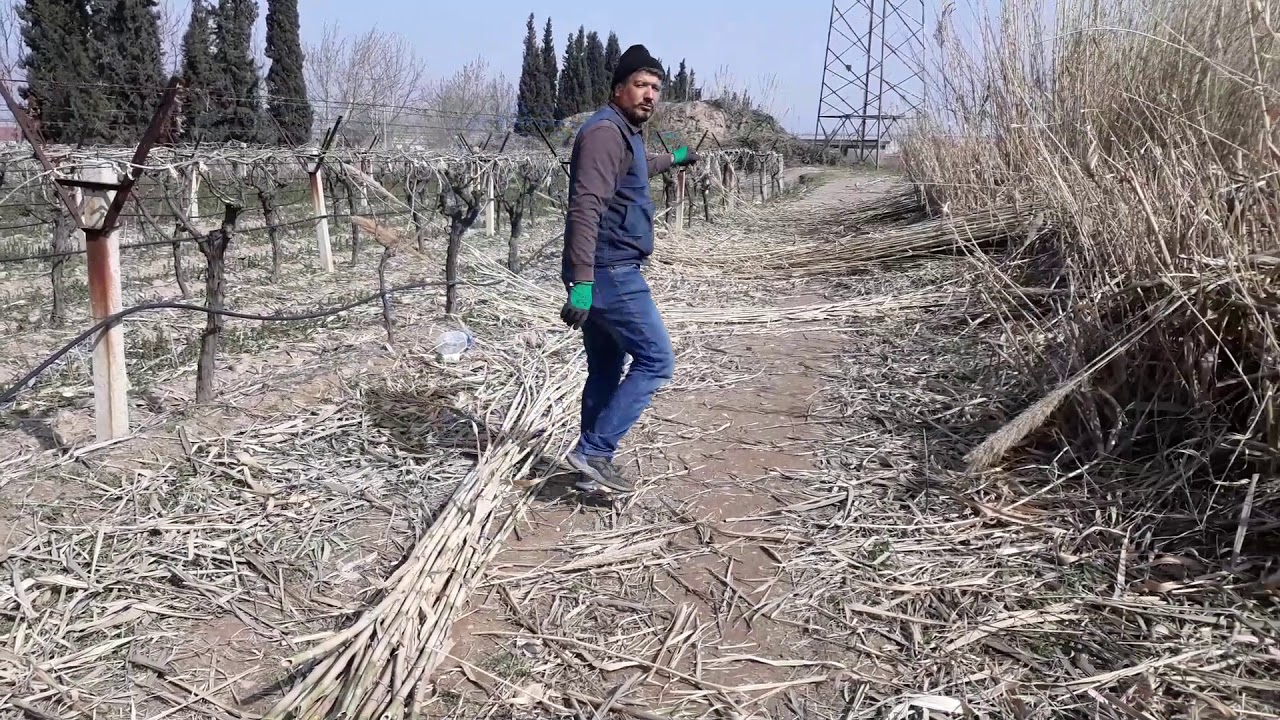 Bağlardaki 4 bin daldırma için kamış kestim, yeni üzüm asması için kamış hazırlanması