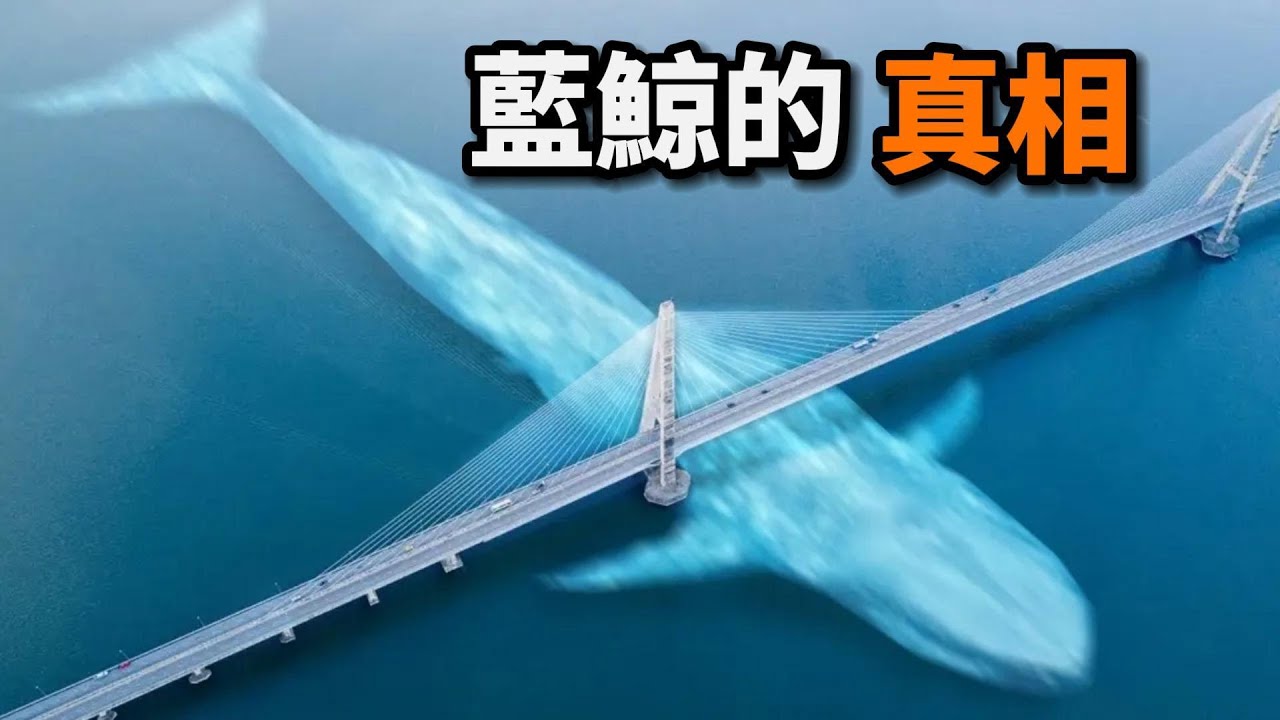 藍鯨之謎：世界上最大的動物，心跳竟然每分鐘僅有2次？藍鯨乳汁為何令人感到震撼？這頭海洋巨獸為何會變得如此龐大？