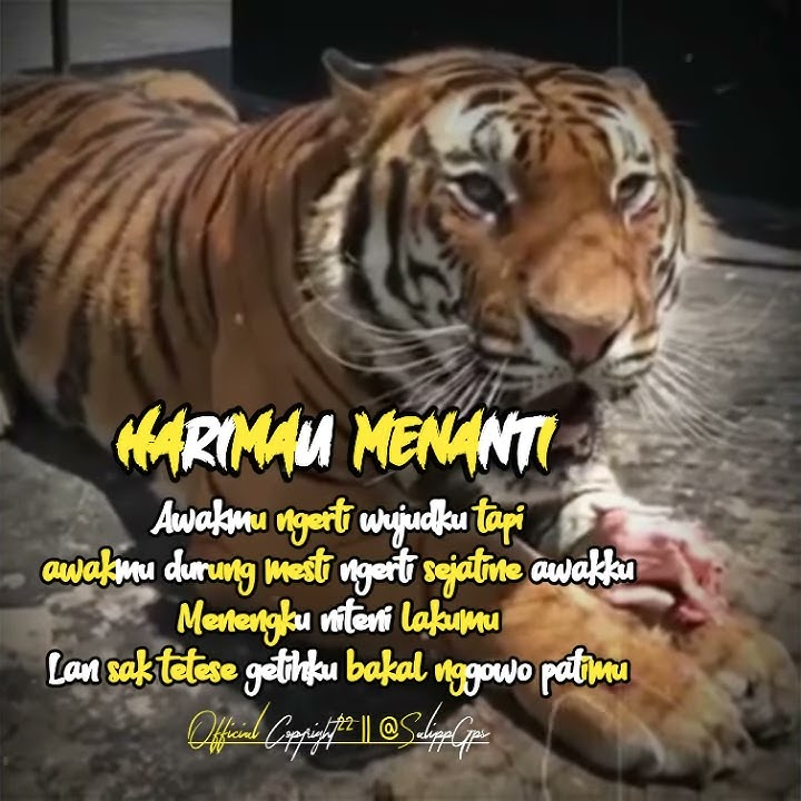 Story Terbaru 2020 || HARIMAU MENANTI || Salipo Gps