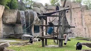 Fort Worth Zoo keeper chat - bonobo