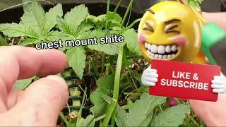 TitlePerfect Canopy Management & Growth Vigor (Garden Update) featuring MinnasotaMagicMan