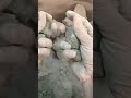 ASMR Lover 😋 #puremud #fulltub #crumbling #satisfying #crunchycrumbles #clay #virlmud #ytshorts