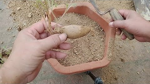 Trồng Hoa Thược Dược Vụ Sớm Trồng Bằng Củ Rời [ Dahlia ]