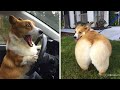 🐶 The Funniest Corgis Videos Caught on Camera! 😂 Cute and Funny Corgi Compilation