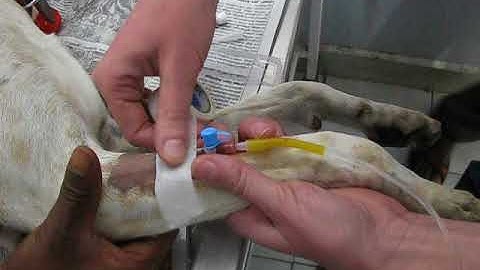 Intravenous Catheter Placement