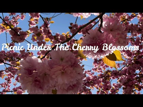 Picnic under the Cherry Blossom tree 🌸