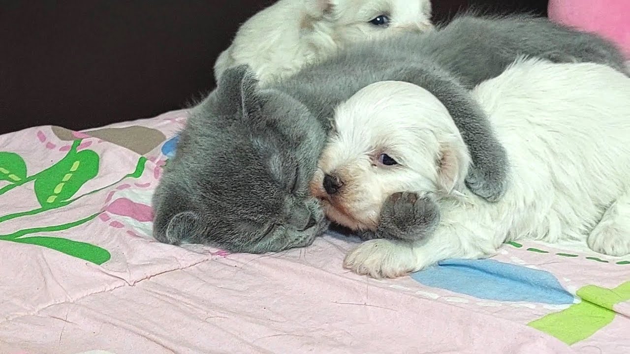 German Shepherd Puppy Behind Camera Believes This Rescued Kitten and Puppy Becomes Best Friends