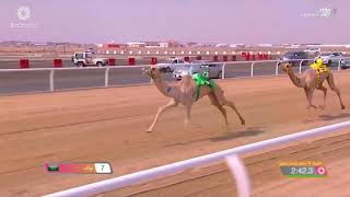 ش6 سباق المفاريد (عام) مهرجان ولي العهد بالمملكة العربية السعودية 10-8-2021م