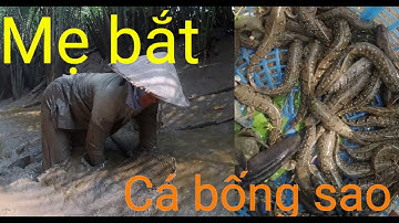 Đi Bắt Cá Với Mẹ/Cá Bống Sao/Trong Mùa Dịch Bệnh/SựCầnGiờ #4