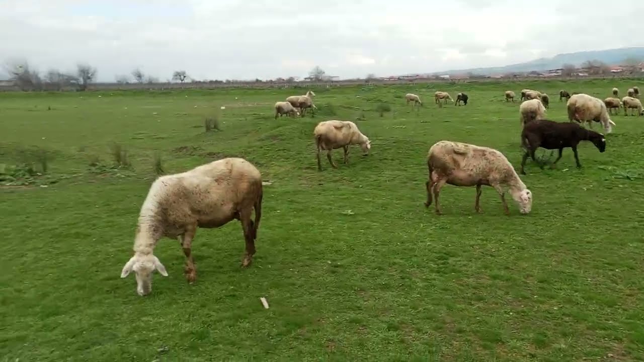 ERKEK HAYVAN KISMI ELİNİZDE BÜYÜTMEYE GELMİYOR. ELCİK NE DEMEK? SEN TERBİYE EDEMEZSEN O EDECEK.