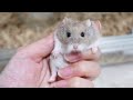 脱走→捕獲の無限ループ、原因は意外な○○だった！？【ハムスター】