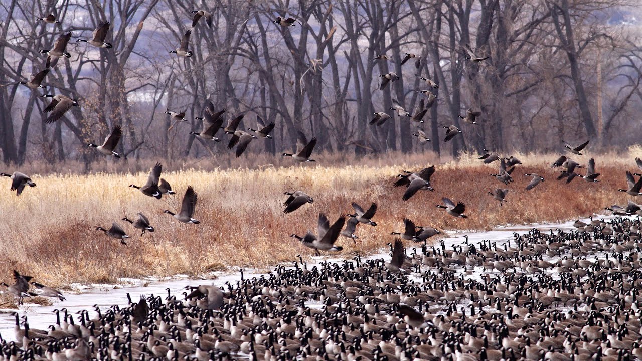 hunting simulator pc Winter Waterfowl Survey North Dakota : NDGNF