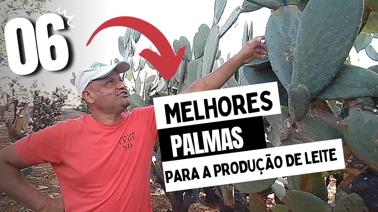 OS 06 TIPOS DE PALMA FORRAGEIRA PARA A BOA PRODUÇÃO DE LEITE + O CONCENTRADO.